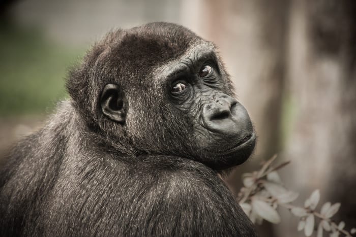 Fotoğraf Şempanzeler uzun ve gürültülü osuruklarıyla ünlüdür. Aslında o kadar gürültülü ki, araştırmacılar şempanzelerin yerini belirlemeye yardımcı olmak için bu sesli gaz geçişlerini gerçekten kullandılar. Şempanzelerin ürettiği gaz, öncelikle beslenmelerine bağlıdır; meyveler, yapraklardan daha kokulu osuruklar üretir ve incir, en kötü kokulu osurukların köküdür.