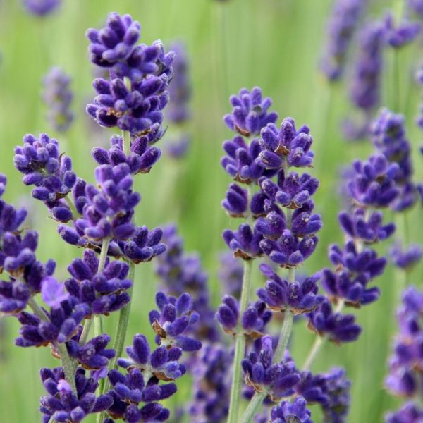 lavendel - velduftende urtideer