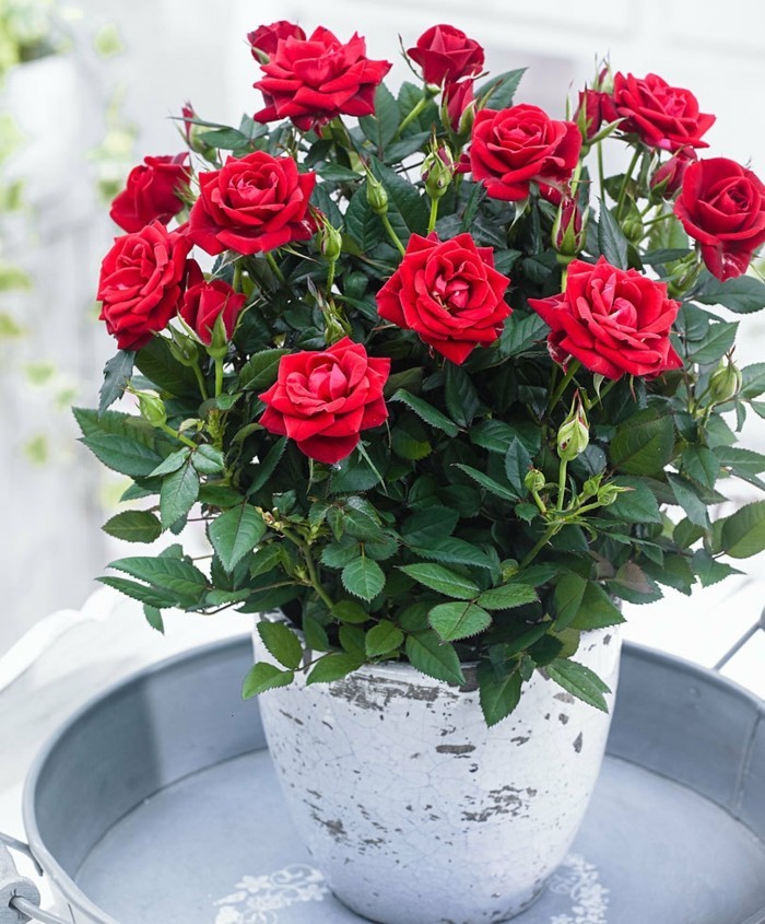 røde roser stueplanter positiv energi