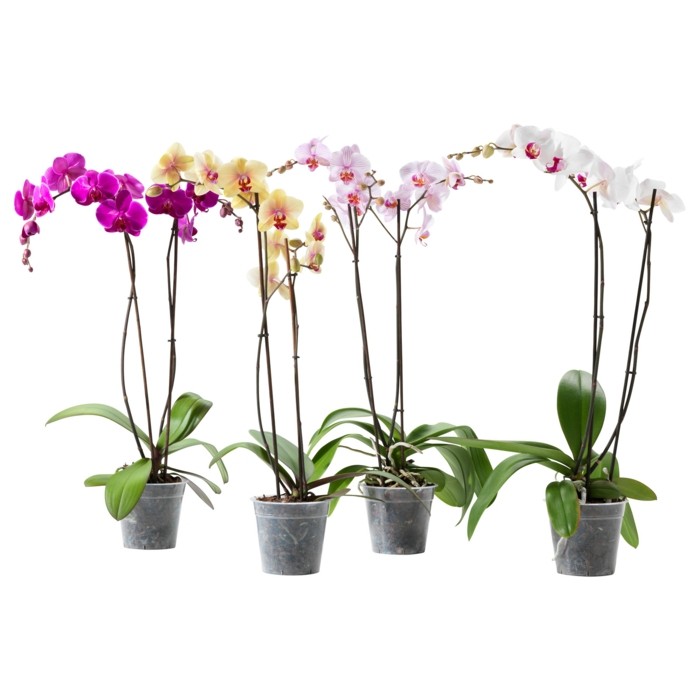 orkideer arter innendørs planter plante ideer