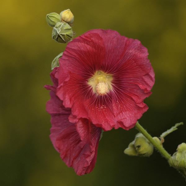 Stokroos hollyhock Alcea rosea