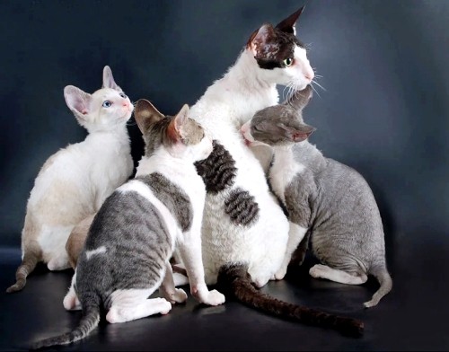Αλλεργικές γάτες cornish rex μητέρα με γατάκια
