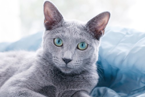 Αλλεργικές γάτες Ρωσική μπλε γάτα με πράσινα μπλε μάτια