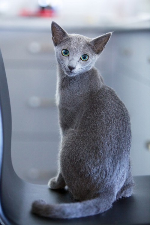 Αλλεργικές γάτες όμορφη ρωσική μπλε γάτα