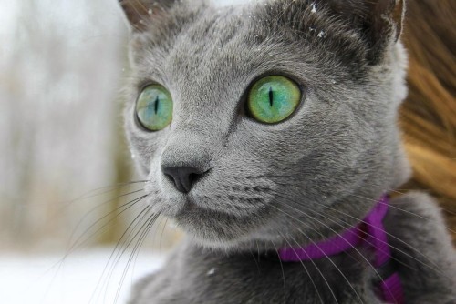 Αλλεργικές γάτες Ρωσικό γαλάζιο γατάκι με πράσινα μάτια