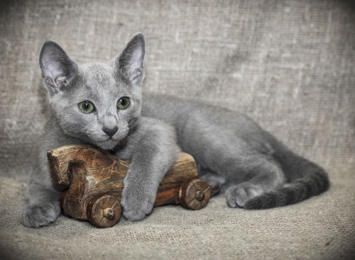 Αλλεργικές γάτες χαριτωμένο ρωσικό γαλάζιο γατάκι