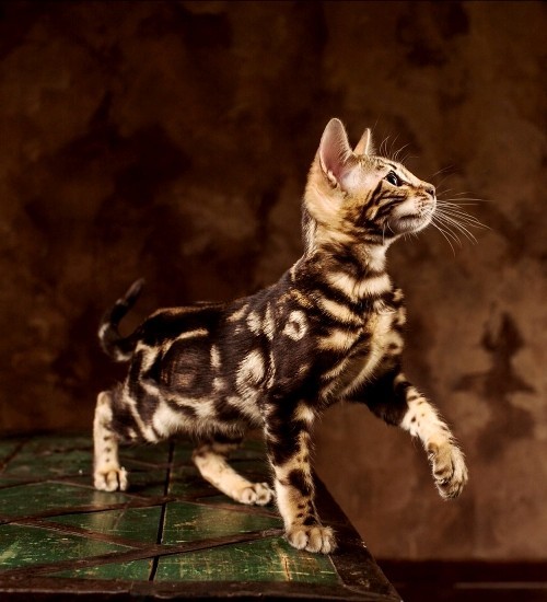 Αλλεργικές γάτες Βεγγάλη γάτα μικρό χρυσό γατάκι