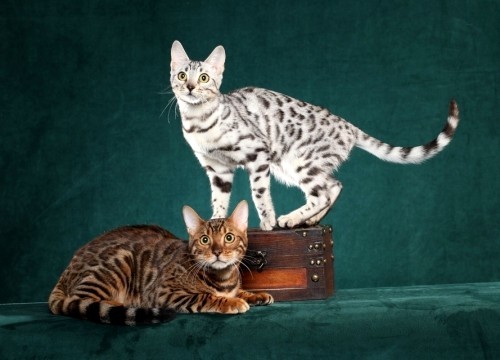 Αλλεργικές γάτες λευκή και χρυσή γάτα του Βεγγάλου