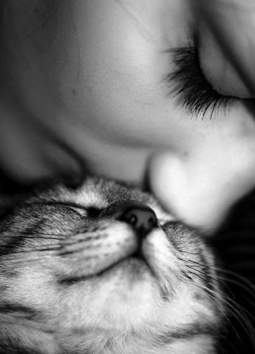 Οι γάτες με αλλεργίες αγαπούν η μία την άλλη εδώ και χιλιάδες χρόνια