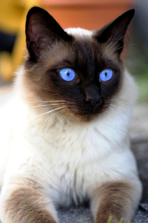 Γάτες με αλλεργίες όμορφη σιαμέζα γάτα με μπλε μάτια