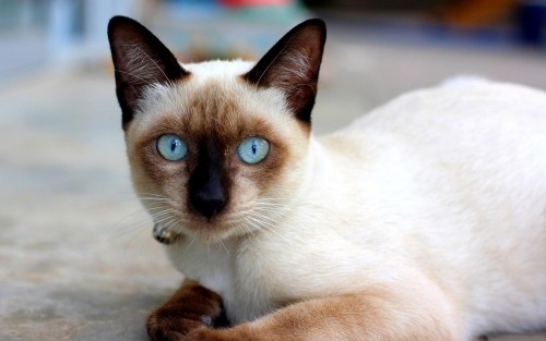 Σιαμέζικη γάτα με καστανό πρόσωπο