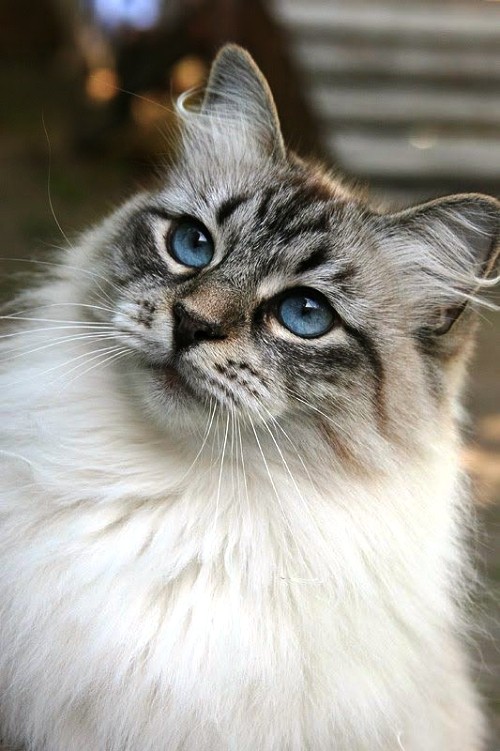 Αλλεργικές γάτες Σιβηρική γάτα αντιμετωπίζουν μπλε μάτια