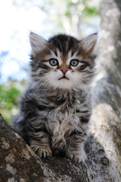 Αλλεργικές γάτες Σιβηρική γατούλα στο δέντρο