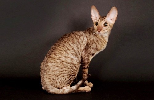 Αλλεργικές γάτες cornish rex cat brownish