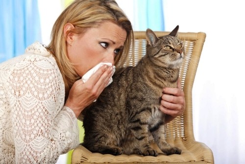 Αλλεργική γυναίκα γάτας με αλλεργία στη γάτα που μυρίζει