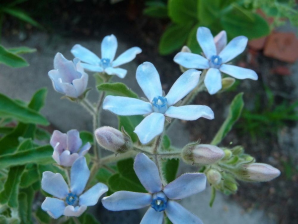 blå hage blomster friske farger vakre blomster Oxypetalum