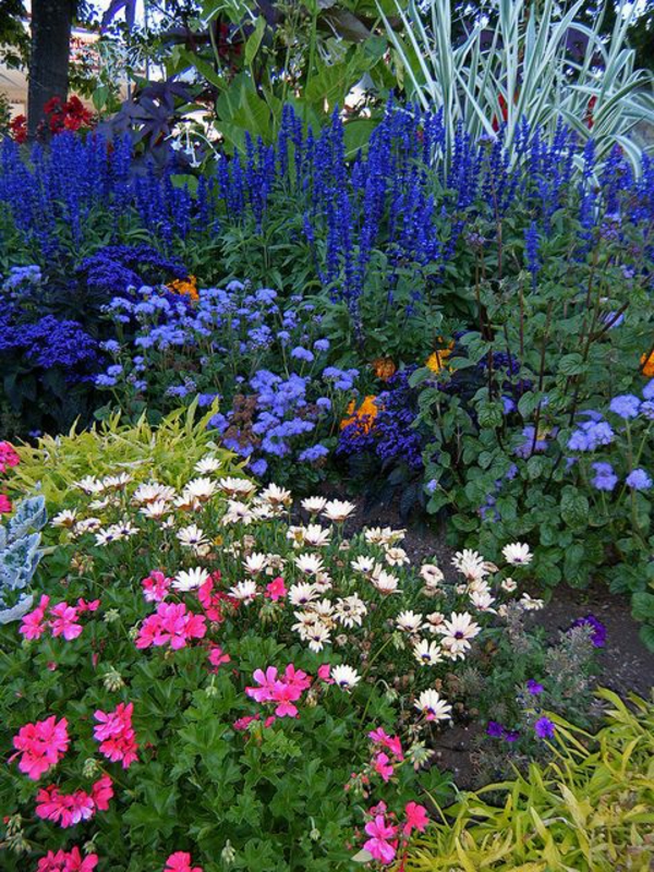 blå hage blomster friske sprut av farger fargerike kombinasjoner