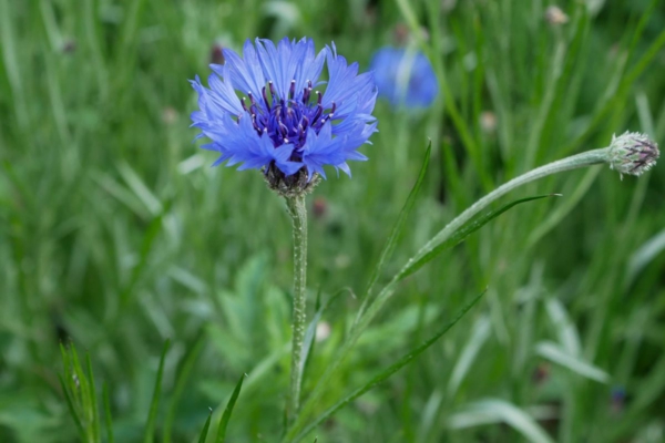 blå hage blomster kornblomst fascinerende blomst friskhet farge