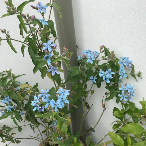 blaie hageblomster Oxypetalum skaper en frisk hage