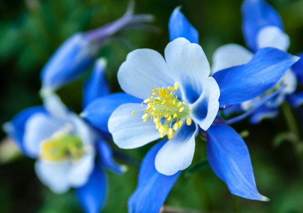 blå hageblomster vakker farge sommer
