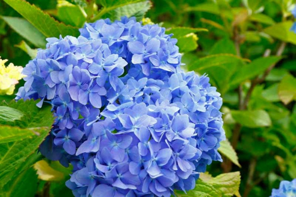 blå hage blomster blå hortensia vakre hageplanter