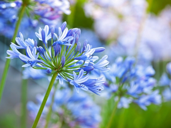 blå hage blomster prydlilje omsorgstips vakkert utseende
