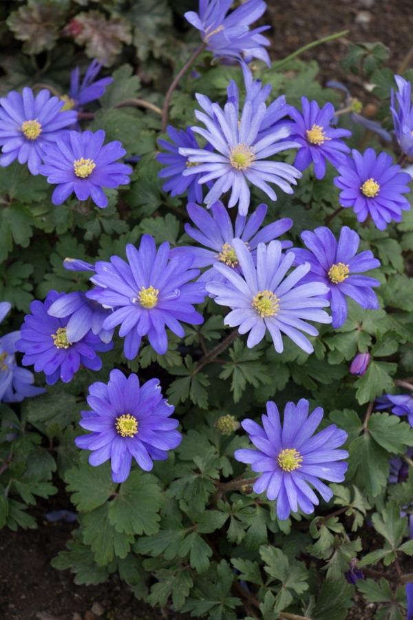 blå hage blomster balkan anemone hage design ideer