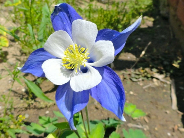 blå hageblomster akelei vakker fargekombinasjon hvit blå