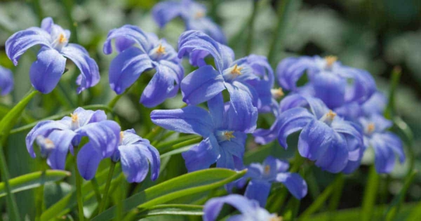 blå hage blomster squill dyrke vakre hage ideer
