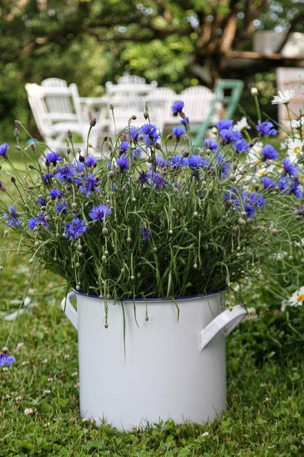 blå hage blomster ideer skaper en frisk stemning