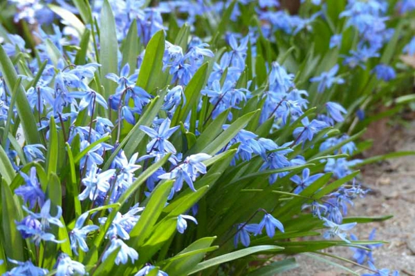 blå hage blomster squill farget hage ideer