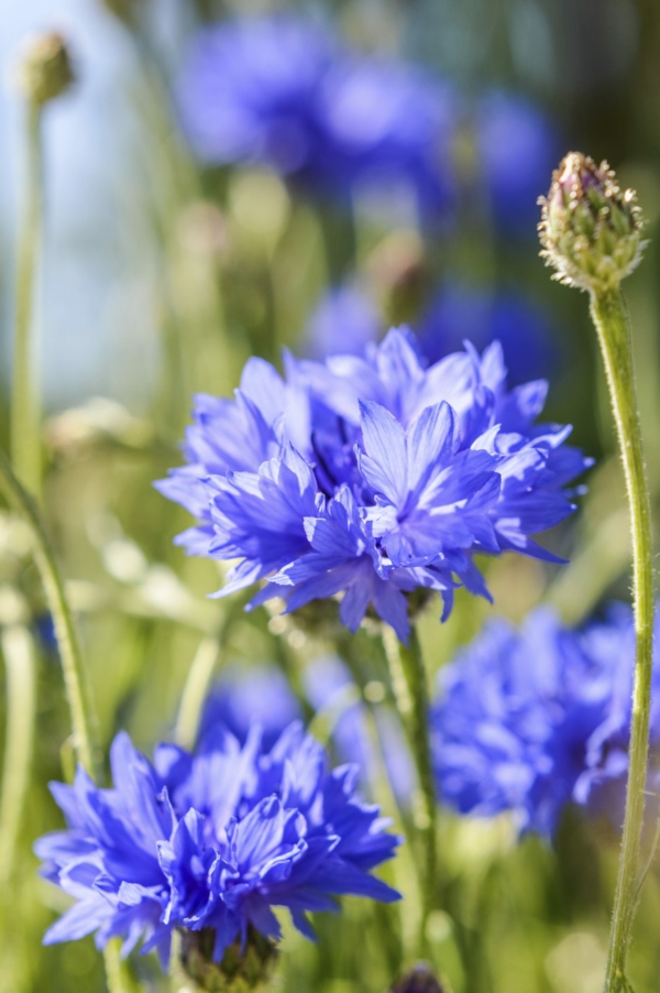 blå hageblomster kornblomster gruppert for å forme hageseng