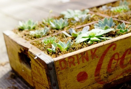 70 DIY κουτιά λουλουδιών για μπαλκόνια και κουτιά παραθύρων από cocacola ως κατσαρόλα