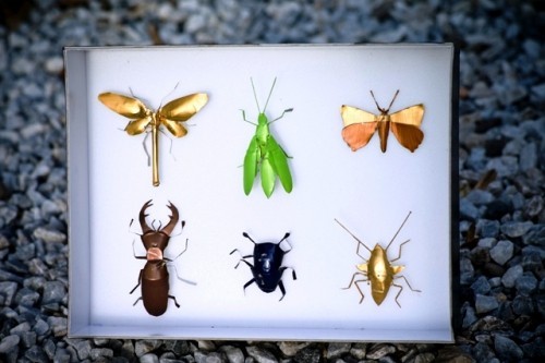 Lag med kaffekapsler insekter