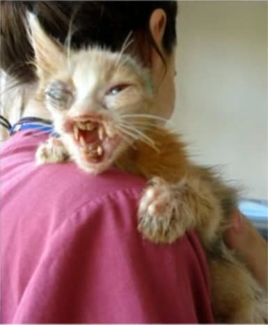 pinterest経由の写真彼女はゴミ箱から音がするのを聞いた。そして彼女が発見したのは悲痛なことでした。猫は捨てられ、死んだままにされていました。
