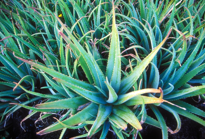 rostlina aloe vera pití aloe vera pití aloe vera pití del