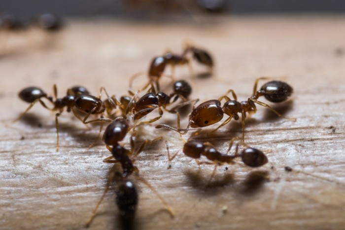 přírodní prostředky proti mravencům