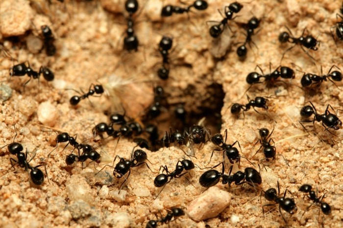 Ovládejte mravence jednoduchými prostředky