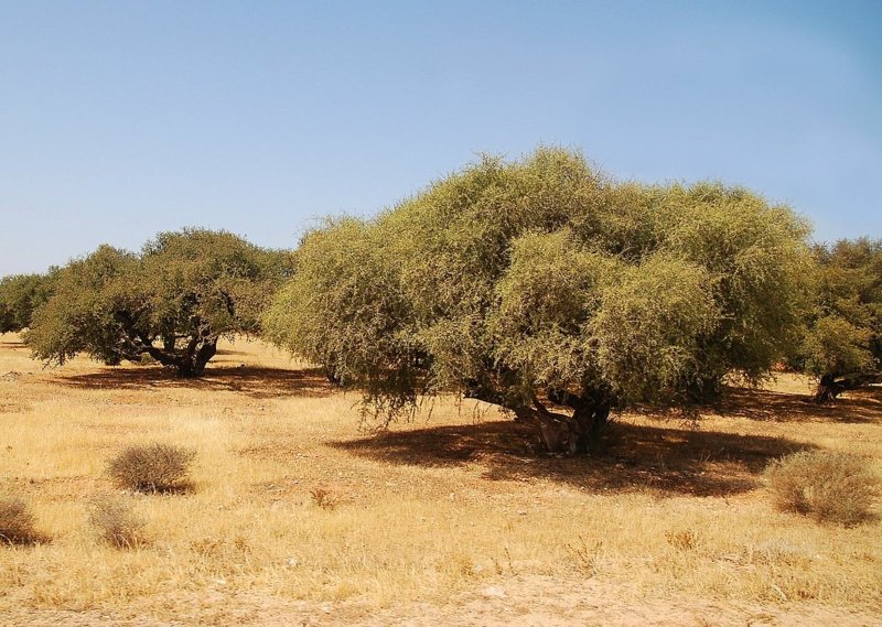 Δέντρο Argan Μαρόκο