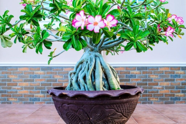 ekstraordinære innendørs planter ørkenrosen flotte dekorasjonsideer et friskt pust
