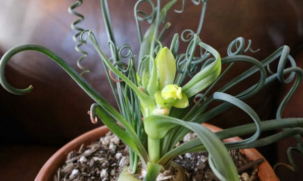 eksepsjonelle husplanter albuca spiralis