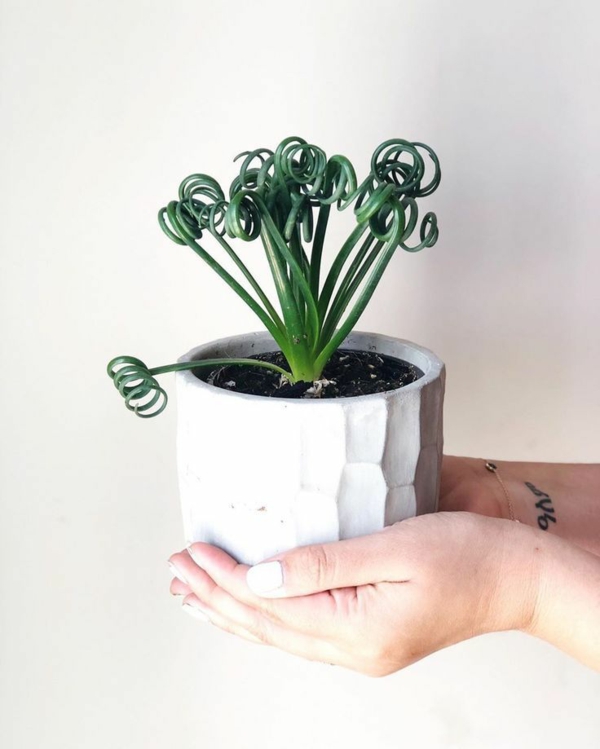 Omsorg for eksepsjonelle innendørs planter albuca spiralis riktig
