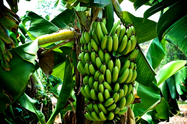 nutriční hodnoty banánů zdravé banány jsou zdravé banány