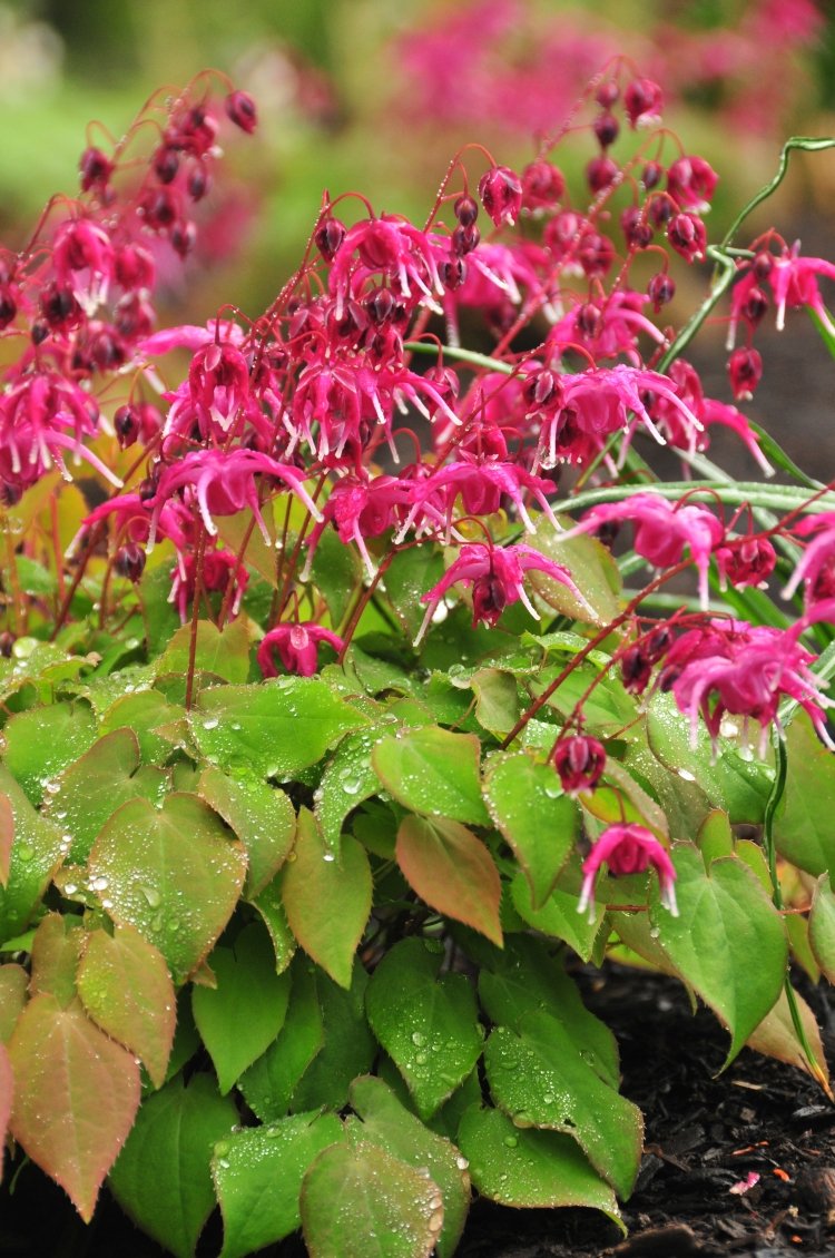 Ξωτικό λουλούδι Rosa Queen σκούρα ροζ λουλούδια