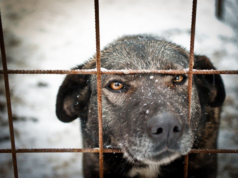 Gi hunden frihet: bygg din egen hundegård!