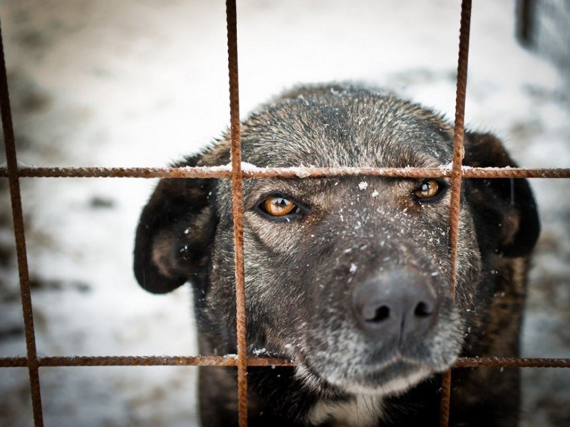 Gi hunden frihet: bygg din egen hundegård!