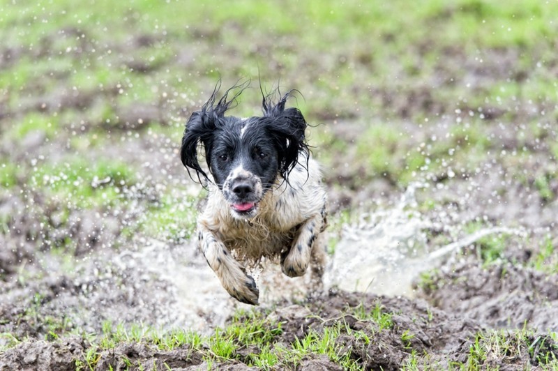 Kjæledyr hunderaser om høsten med hunden