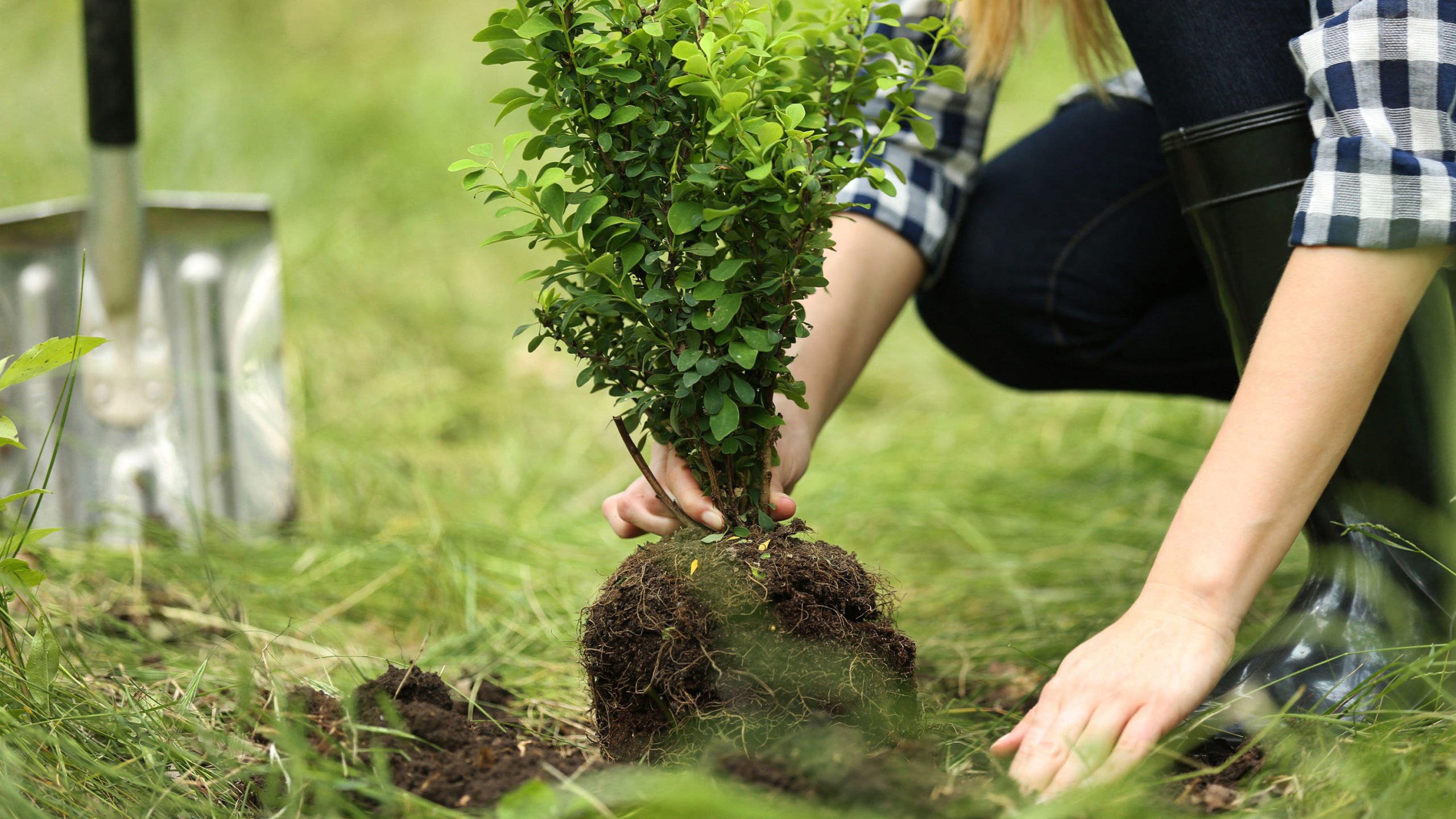 Plante trær i din egen hage - tips for å velge riktig treslag