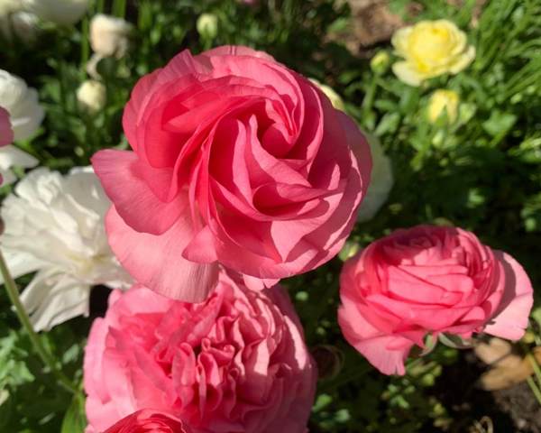 ranunculus zahradní design zahradní rostliny zahradní květiny