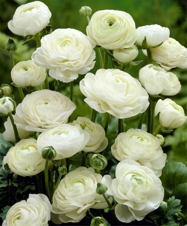 pryskyřník bílá barva květu krásné zahradní rostliny